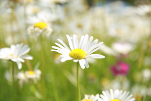 雏菊