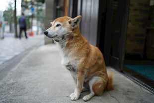 街边独坐的可爱柴犬