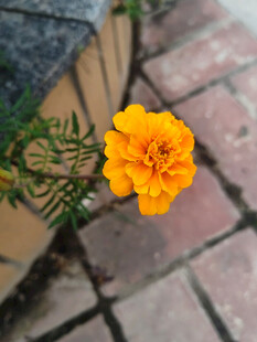 墙角绽放的鲜艳黄色花朵