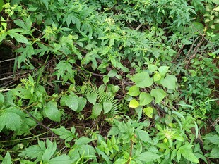 繁茂绿植中的带刺枝条