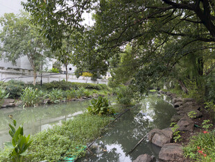 清幽河畔绿意盎然景致