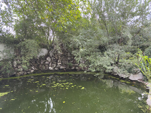 静谧池塘边的葱郁景致