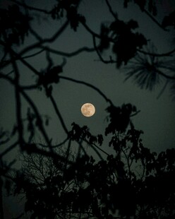 月夜下的树枝剪影