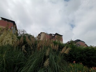 荒废建筑旁的繁茂绿植