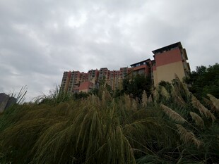 荒废建筑隐于杂草之中