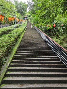 林间石阶绿意环绕的步道