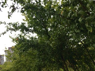 繁茂绿树