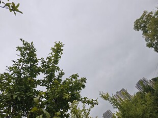 仰视绿树与天空的景致