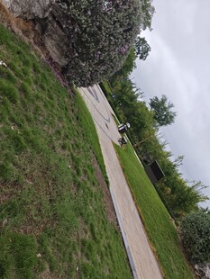 户外小径旁的绿植景观