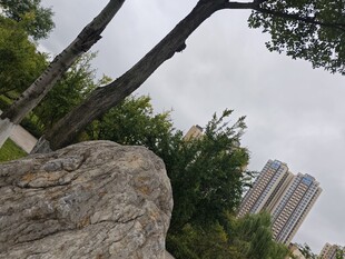 巨石旁的树木与城市建筑