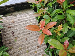 红砖旁的多彩植物叶片