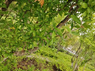 繁茂绿植中的隐秘景象