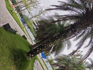 户外棕榈树与绿植景观