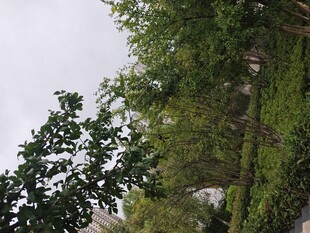 户外繁茂绿植景致