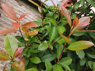 多彩叶片植物特写