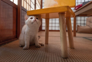 猫咪