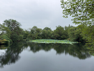 宁静湖畔绿意浓