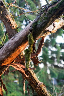 树干上的苔藓与寄生植物