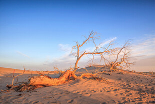 沙漠中的枯树立于黄昏