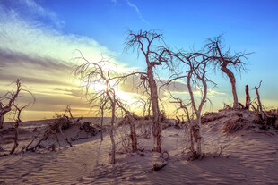 沙漠枯树的壮丽日落景观