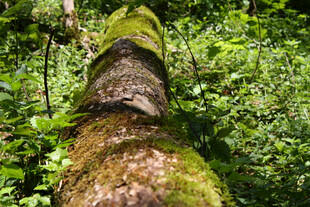 森林中覆满青苔的倒下树干
