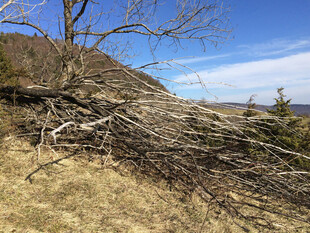 山间倒伏枯树景象