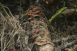 树干上的橙红色菌类