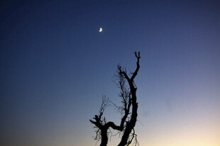月夜枯树剪影
