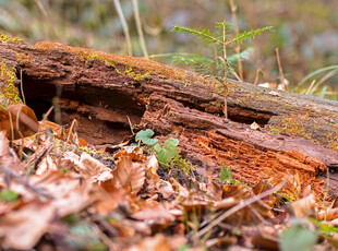 森林中腐朽的树干与落叶