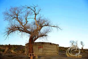 沙漠枯树与古老建筑景观