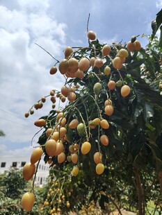 硕果累累的黄皮果