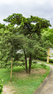 路边葱郁树木景观