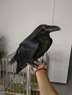 手托黑乌鸦 渡鸦
