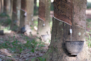 橡胶树割胶场景