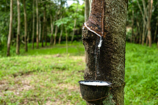 橡胶树割胶场景