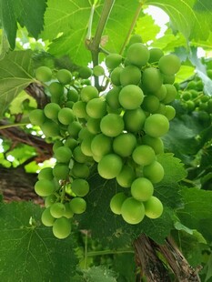 一串鲜嫩的青葡萄