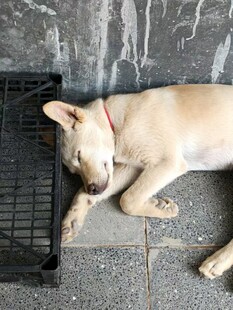 熟睡的小狗靠在铁笼旁