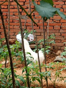 砖墙边的白色猫咪