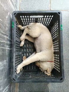 酣睡的小狗在塑料筐中