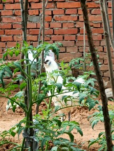 砖墙旁生长的绿色植物