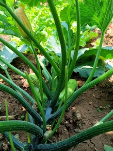 田间生长的鲜嫩绿色蔬菜