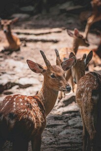 林间小鹿群聚景象