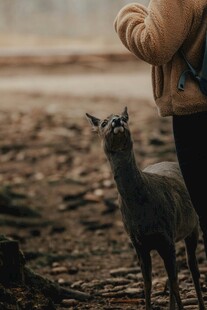 人与小鹿的温馨瞬间