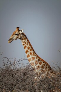 野外长颈鹿的优雅身姿