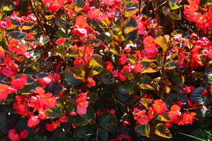 四季秋海棠  