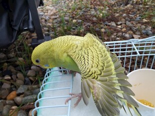 笼中绿鹦鹉