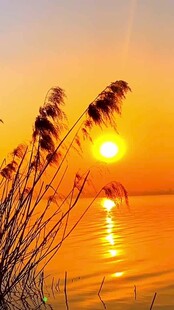 夕阳下的芦苇与波光海面