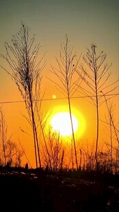 夕阳下的枯树林景观