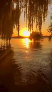 夕阳下的湖畔垂柳美景