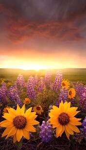 夕阳下的绚烂花海